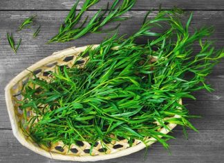 Tarhun, halk arasında “estragon” olarak da bilinen aromatik bir bitkidir ve mutfaklarda baharat olarak yaygın şekilde kullanılır. Özellikle et ve sebze yemeklerinde lezzet artırıcı olarak tercih edilen Tarhun, aynı zamanda sağlık açısından da birçok faydaya sahiptir. Taze veya kurutulmuş yapraklarıyla yemeklerde kullanılmasının yanı sıra çay ve bitki karışımlarında da yer alır. Tarhun, hem hoş aroması hem de doğal şifa sağlayan özellikleri ile dikkat çeker. Konulu bir haber görseli.