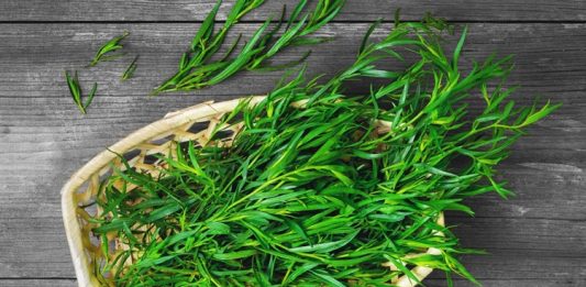 Tarhun, halk arasında “estragon” olarak da bilinen aromatik bir bitkidir ve mutfaklarda baharat olarak yaygın şekilde kullanılır. Özellikle et ve sebze yemeklerinde lezzet artırıcı olarak tercih edilen Tarhun, aynı zamanda sağlık açısından da birçok faydaya sahiptir. Taze veya kurutulmuş yapraklarıyla yemeklerde kullanılmasının yanı sıra çay ve bitki karışımlarında da yer alır. Tarhun, hem hoş aroması hem de doğal şifa sağlayan özellikleri ile dikkat çeker. Konulu bir haber görseli.