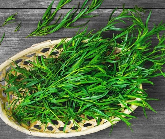 Tarhun, halk arasında “estragon” olarak da bilinen aromatik bir bitkidir ve mutfaklarda baharat olarak yaygın şekilde kullanılır. Özellikle et ve sebze yemeklerinde lezzet artırıcı olarak tercih edilen Tarhun, aynı zamanda sağlık açısından da birçok faydaya sahiptir. Taze veya kurutulmuş yapraklarıyla yemeklerde kullanılmasının yanı sıra çay ve bitki karışımlarında da yer alır. Tarhun, hem hoş aroması hem de doğal şifa sağlayan özellikleri ile dikkat çeker. Konulu bir haber görseli.