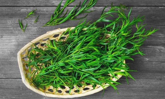 Tarhun, halk arasında “estragon” olarak da bilinen aromatik bir bitkidir ve mutfaklarda baharat olarak yaygın şekilde kullanılır. Özellikle et ve sebze yemeklerinde lezzet artırıcı olarak tercih edilen Tarhun, aynı zamanda sağlık açısından da birçok faydaya sahiptir. Taze veya kurutulmuş yapraklarıyla yemeklerde kullanılmasının yanı sıra çay ve bitki karışımlarında da yer alır. Tarhun, hem hoş aroması hem de doğal şifa sağlayan özellikleri ile dikkat çeker. Konulu bir haber görseli.