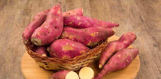 Son yıllarda sağlıklı beslenme trendleriyle birlikte daha fazla ilgi görmeye başlayan tatlı patates, besleyici içeriği ve kendine özgü aromasıyla dikkat çeken bir kök sebzedir. Klasik patatesten farklı olarak turuncu, mor ya da beyaz renkte olabilen tatlı patates, hafif tatlı lezzeti sayesinde hem tuzlu hem de tatlı tariflerde kullanılabilir. Özellikle fırın yemeklerinde, pürelerde ve sağlıklı atıştırmalıklarda tercih edilir. Konulu bir haber görseli.