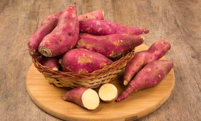 Son yıllarda sağlıklı beslenme trendleriyle birlikte daha fazla ilgi görmeye başlayan tatlı patates, besleyici içeriği ve kendine özgü aromasıyla dikkat çeken bir kök sebzedir. Klasik patatesten farklı olarak turuncu, mor ya da beyaz renkte olabilen tatlı patates, hafif tatlı lezzeti sayesinde hem tuzlu hem de tatlı tariflerde kullanılabilir. Özellikle fırın yemeklerinde, pürelerde ve sağlıklı atıştırmalıklarda tercih edilir. Konulu bir haber görseli.