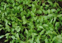 Tere, hem mutfaklarda hem de sağlık alanında sıkça kullanılan bir yeşilliktir. Özellikle salatalarda ve sandviçlerde tercih edilen tere, hafif acımsı aroması ve ferah tadıyla bilinir. İçeriğinde bulunan vitaminler, mineraller ve antioksidanlar sayesinde tereyağı ve diğer yağlarla kombinlendiğinde besleyici değeri daha da artar. Konulu bir haber görseli.