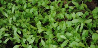 Tere, hem mutfaklarda hem de sağlık alanında sıkça kullanılan bir yeşilliktir. Özellikle salatalarda ve sandviçlerde tercih edilen tere, hafif acımsı aroması ve ferah tadıyla bilinir. İçeriğinde bulunan vitaminler, mineraller ve antioksidanlar sayesinde tereyağı ve diğer yağlarla kombinlendiğinde besleyici değeri daha da artar. Konulu bir haber görseli.