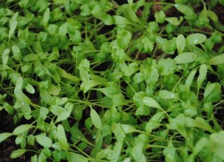 Tere Nedir? Tere’nin Faydaları Nelerdir? Tere, hem mutfaklarda hem de sağlık alanında sıkça kullanılan bir yeşilliktir. Özellikle salatalarda ve sandviçlerde tercih edilen tere, hafif acımsı aroması ve ferah tadıyla bilinir. İçeriğinde bulunan vitaminler, mineraller ve antioksidanlar sayesinde tereyağı ve diğer yağlarla kombinlendiğinde besleyici değeri daha da artar. Konulu bir haber görseli.