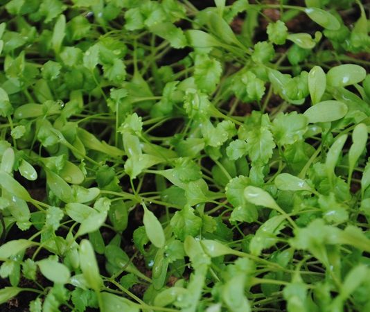 Tere, hem mutfaklarda hem de sağlık alanında sıkça kullanılan bir yeşilliktir. Özellikle salatalarda ve sandviçlerde tercih edilen tere, hafif acımsı aroması ve ferah tadıyla bilinir. İçeriğinde bulunan vitaminler, mineraller ve antioksidanlar sayesinde tereyağı ve diğer yağlarla kombinlendiğinde besleyici değeri daha da artar. Konulu bir haber görseli.