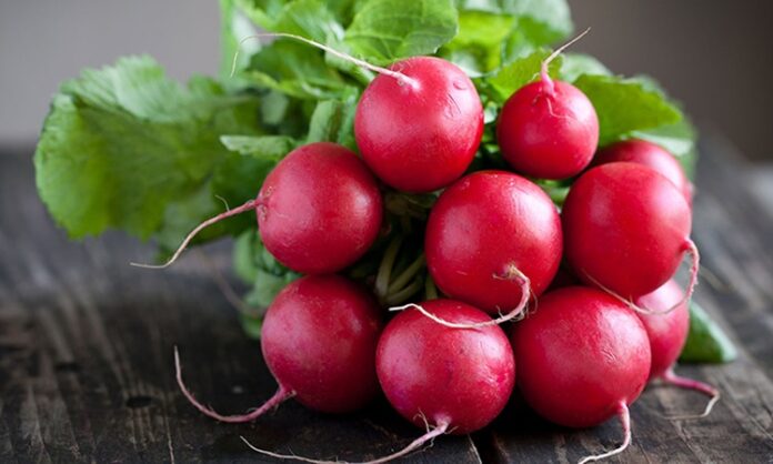 Kök sebzeler arasında kendine özgü aroması ve keskin tadıyla öne çıkan turp, sofralarda özellikle salataların ve kahvaltı tabaklarının vazgeçilmezleri arasında yer alır. Beyaz, kırmızı ve siyah çeşitleri bulunan turp, hem çiğ hem de farklı tariflerde kullanılarak tüketilebilir. Düşük kalorili yapısı ve zengin besin değeri sayesinde sağlıklı beslenme programlarında sıkça tercih edilir. Konulu bir haber görseli.