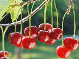 Antioksidan Kaynağı Vişne Nedir? Vişnenin Faydaları Nelerdir? Yaz aylarının ferahlatıcı ve kendine has ekşi aromasıyla öne çıkan vişne, hem lezzeti hem de sağlık açısından sunduğu katkılarla dikkat çeken bir meyvedir. Genellikle kirazla karıştırılsa da tat ve besin profili açısından farklı özelliklere sahiptir. Bilimsel adı Prunus cerasus olan vişne, gülgiller familyasına ait çekirdekli bir meyvedir ve özellikle ılıman iklimlerde yetişir. Konulu bir haber görseli.