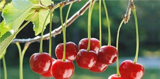 Yaz aylarının ferahlatıcı ve kendine has ekşi aromasıyla öne çıkan vişne, hem lezzeti hem de sağlık açısından sunduğu katkılarla dikkat çeken bir meyvedir. Genellikle kirazla karıştırılsa da tat ve besin profili açısından farklı özelliklere sahiptir. Bilimsel adı Prunus cerasus olan vişne, gülgiller familyasına ait çekirdekli bir meyvedir ve özellikle ılıman iklimlerde yetişir. Konulu bir haber görseli.