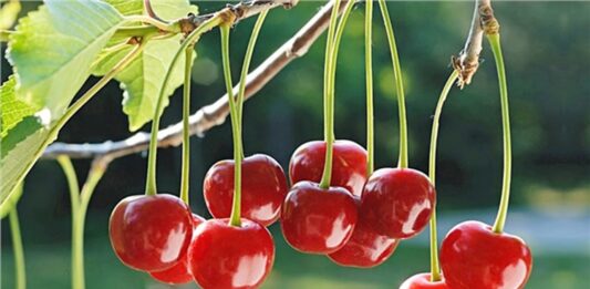 Yaz aylarının ferahlatıcı ve kendine has ekşi aromasıyla öne çıkan vişne, hem lezzeti hem de sağlık açısından sunduğu katkılarla dikkat çeken bir meyvedir. Genellikle kirazla karıştırılsa da tat ve besin profili açısından farklı özelliklere sahiptir. Bilimsel adı Prunus cerasus olan vişne, gülgiller familyasına ait çekirdekli bir meyvedir ve özellikle ılıman iklimlerde yetişir. Konulu bir haber görseli.