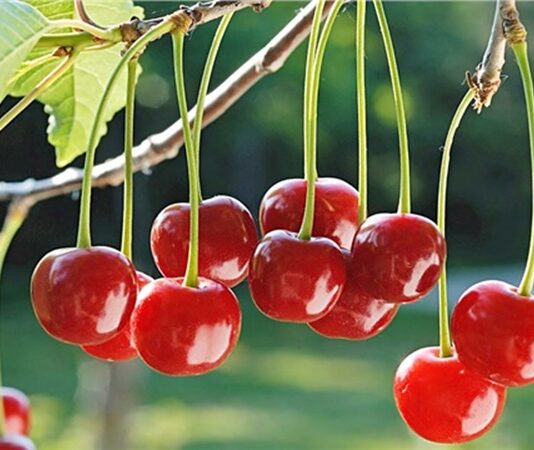 Yaz aylarının ferahlatıcı ve kendine has ekşi aromasıyla öne çıkan vişne, hem lezzeti hem de sağlık açısından sunduğu katkılarla dikkat çeken bir meyvedir. Genellikle kirazla karıştırılsa da tat ve besin profili açısından farklı özelliklere sahiptir. Bilimsel adı Prunus cerasus olan vişne, gülgiller familyasına ait çekirdekli bir meyvedir ve özellikle ılıman iklimlerde yetişir. Konulu bir haber görseli.