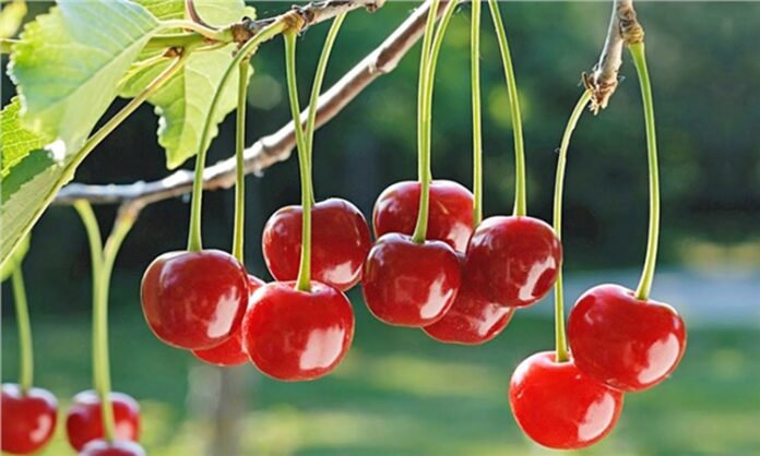 Yaz aylarının ferahlatıcı ve kendine has ekşi aromasıyla öne çıkan vişne, hem lezzeti hem de sağlık açısından sunduğu katkılarla dikkat çeken bir meyvedir. Genellikle kirazla karıştırılsa da tat ve besin profili açısından farklı özelliklere sahiptir. Bilimsel adı Prunus cerasus olan vişne, gülgiller familyasına ait çekirdekli bir meyvedir ve özellikle ılıman iklimlerde yetişir. Konulu bir haber görseli.