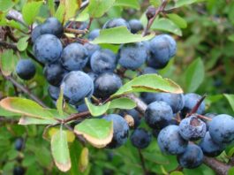 Yaban Eriği Nedir? Yaban Eriği’nin Faydaları Nelerdir? Doğal ortamda kendiliğinden yetişen meyveler, hem besin değerleri hem de geleneksel kullanımlarıyla dikkat çekmeye devam ediyor. Bu meyvelerden biri olan Yaban Eriği, özellikle kırsal bölgelerde ve ormanlık alanlarda yetişen, ekşi tadıyla bilinen özel bir meyvedir. İlkbahar ve yaz aylarında olgunlaşan bu meyve, hem taze olarak tüketilir hem de reçel, marmelat ve komposto yapımında kullanılır. Konulu bir haber görseli.