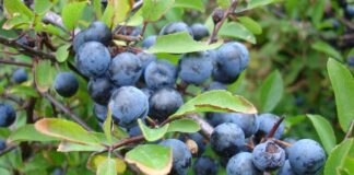 Doğal ortamda kendiliğinden yetişen meyveler, hem besin değerleri hem de geleneksel kullanımlarıyla dikkat çekmeye devam ediyor. Bu meyvelerden biri olan Yaban Eriği, özellikle kırsal bölgelerde ve ormanlık alanlarda yetişen, ekşi tadıyla bilinen özel bir meyvedir. İlkbahar ve yaz aylarında olgunlaşan bu meyve, hem taze olarak tüketilir hem de reçel, marmelat ve komposto yapımında kullanılır. Konulu bir haber görseli.