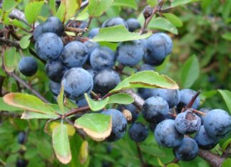 Doğal ortamda kendiliğinden yetişen meyveler, hem besin değerleri hem de geleneksel kullanımlarıyla dikkat çekmeye devam ediyor. Bu meyvelerden biri olan Yaban Eriği, özellikle kırsal bölgelerde ve ormanlık alanlarda yetişen, ekşi tadıyla bilinen özel bir meyvedir. İlkbahar ve yaz aylarında olgunlaşan bu meyve, hem taze olarak tüketilir hem de reçel, marmelat ve komposto yapımında kullanılır. Konulu bir haber görseli.