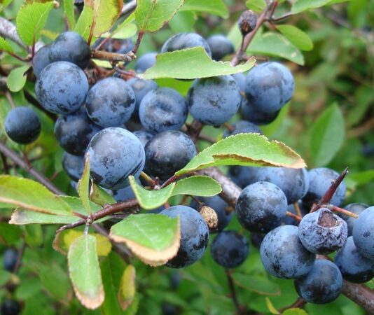 Doğal ortamda kendiliğinden yetişen meyveler, hem besin değerleri hem de geleneksel kullanımlarıyla dikkat çekmeye devam ediyor. Bu meyvelerden biri olan Yaban Eriği, özellikle kırsal bölgelerde ve ormanlık alanlarda yetişen, ekşi tadıyla bilinen özel bir meyvedir. İlkbahar ve yaz aylarında olgunlaşan bu meyve, hem taze olarak tüketilir hem de reçel, marmelat ve komposto yapımında kullanılır. Konulu bir haber görseli.