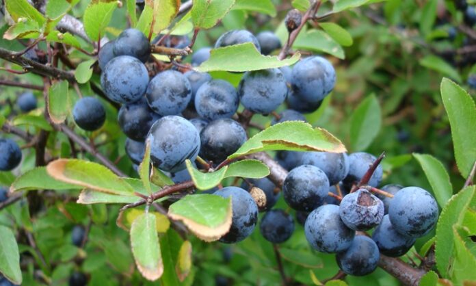 Doğal ortamda kendiliğinden yetişen meyveler, hem besin değerleri hem de geleneksel kullanımlarıyla dikkat çekmeye devam ediyor. Bu meyvelerden biri olan Yaban Eriği, özellikle kırsal bölgelerde ve ormanlık alanlarda yetişen, ekşi tadıyla bilinen özel bir meyvedir. İlkbahar ve yaz aylarında olgunlaşan bu meyve, hem taze olarak tüketilir hem de reçel, marmelat ve komposto yapımında kullanılır. Konulu bir haber görseli.