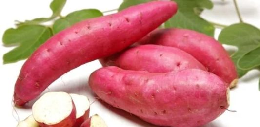 Yer elması, son yıllarda sağlık ve beslenme dünyasında öne çıkan doğal bir kök sebzedir. Toprağın altından çıkarılan bu besin, hem lezzeti hem de sağlığa faydalarıyla dikkat çeker. Genellikle salatalarda, çiğ tüketimde veya yemeklerde kullanılan yer elması, içerdiği yüksek lif, vitamin ve mineral oranıyla sindirimden bağışıklığa kadar pek çok alanda destek sağlar. Konulu bir haber görseli.