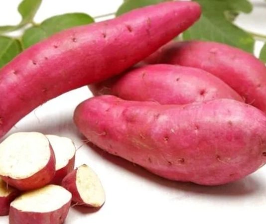 Yer elması, son yıllarda sağlık ve beslenme dünyasında öne çıkan doğal bir kök sebzedir. Toprağın altından çıkarılan bu besin, hem lezzeti hem de sağlığa faydalarıyla dikkat çeker. Genellikle salatalarda, çiğ tüketimde veya yemeklerde kullanılan yer elması, içerdiği yüksek lif, vitamin ve mineral oranıyla sindirimden bağışıklığa kadar pek çok alanda destek sağlar. Konulu bir haber görseli.