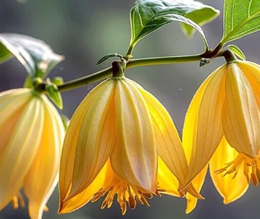 Uzak Doğu’nun tropikal ikliminde yetişen Ylang Ylang, yoğun ve baş döndürücü kokusuyla hem parfüm sektöründe hem de aromaterapide önemli bir yere sahiptir. Çiçeklerinden elde edilen uçucu yağ sayesinde dünya genelinde tanınan bu bitki, özellikle rahatlatıcı etkileriyle ön plana çıkar. Doğal içeriklere yönelimin arttığı günümüzde, ylang ylang yağı pek çok alanda tercih edilmektedir. Konulu bir haber görseli.