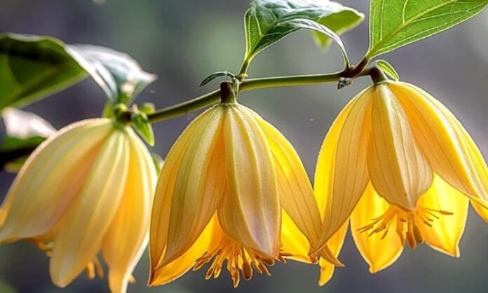 Ylang Ylang Nedir Ylang Ylang'ın Faydaları Nelerdir Uzak Doğu’nun tropikal ikliminde yetişen Ylang Ylang, yoğun ve baş döndürücü kokusuyla hem parfüm sektöründe hem de aromaterapide önemli bir yere sahiptir. Çiçeklerinden elde edilen uçucu yağ sayesinde dünya genelinde tanınan bu bitki, özellikle rahatlatıcı etkileriyle ön plana çıkar. Doğal içeriklere yönelimin arttığı günümüzde, ylang ylang yağı pek çok alanda tercih edilmektedir. Konulu bir haber görseli.