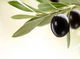 Zeytin Nedir? Zeytin’in Faydaları Nelerdir? Akdeniz mutfağının temel taşlarından biri olan zeytin, binlerce yıllık geçmişiyle hem kültürel hem de beslenme açısından büyük önem taşır. Kahvaltı sofralarının vazgeçilmezi olan zeytin, aynı zamanda zeytinyağı üretiminin de ana hammaddesidir. Siyah ve yeşil olmak üzere farklı çeşitleri bulunan bu değerli meyve, içerdiği sağlıklı yağlar ve yüksek besin değeri ile dikkat çeker. Konulu bir haber görseli.