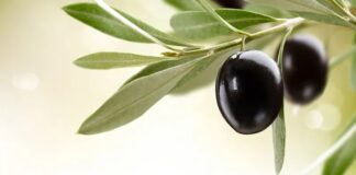 Zeytin Nedir? Zeytin’in Faydaları Nelerdir? Akdeniz mutfağının temel taşlarından biri olan zeytin, binlerce yıllık geçmişiyle hem kültürel hem de beslenme açısından büyük önem taşır. Kahvaltı sofralarının vazgeçilmezi olan zeytin, aynı zamanda zeytinyağı üretiminin de ana hammaddesidir. Siyah ve yeşil olmak üzere farklı çeşitleri bulunan bu değerli meyve, içerdiği sağlıklı yağlar ve yüksek besin değeri ile dikkat çeker. Konulu bir haber görseli.