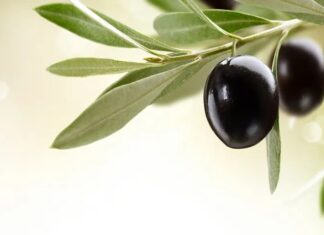 Akdeniz mutfağının temel taşlarından biri olan zeytin, binlerce yıllık geçmişiyle hem kültürel hem de beslenme açısından büyük önem taşır. Kahvaltı sofralarının vazgeçilmezi olan zeytin, aynı zamanda zeytinyağı üretiminin de ana hammaddesidir. Siyah ve yeşil olmak üzere farklı çeşitleri bulunan bu değerli meyve, içerdiği sağlıklı yağlar ve yüksek besin değeri ile dikkat çeker. Konulu bir haber görseli.