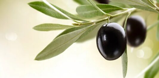 Zeytin Nedir? Zeytin’in Faydaları Nelerdir? Akdeniz mutfağının temel taşlarından biri olan zeytin, binlerce yıllık geçmişiyle hem kültürel hem de beslenme açısından büyük önem taşır. Kahvaltı sofralarının vazgeçilmezi olan zeytin, aynı zamanda zeytinyağı üretiminin de ana hammaddesidir. Siyah ve yeşil olmak üzere farklı çeşitleri bulunan bu değerli meyve, içerdiği sağlıklı yağlar ve yüksek besin değeri ile dikkat çeker. Konulu bir haber görseli.
