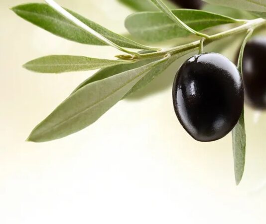 Akdeniz mutfağının temel taşlarından biri olan zeytin, binlerce yıllık geçmişiyle hem kültürel hem de beslenme açısından büyük önem taşır. Kahvaltı sofralarının vazgeçilmezi olan zeytin, aynı zamanda zeytinyağı üretiminin de ana hammaddesidir. Siyah ve yeşil olmak üzere farklı çeşitleri bulunan bu değerli meyve, içerdiği sağlıklı yağlar ve yüksek besin değeri ile dikkat çeker. Konulu bir haber görseli.