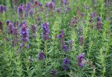 Zufa otu, özellikle geleneksel tıpta uzun yıllardır kullanılan, sağlık açısından pek çok faydası olan bir bitkidir. Latince adı Zufa officinalis olarak bilinen bu şifalı bitki, Akdeniz ve bazı Asya bölgelerinde doğal olarak yetişir. Hem yaprak hem de kök kısımları çeşitli şekillerde tüketilebilir ve içerdiği flavonoidler, antioksidanlar ve vitaminler sayesinde vücuda destek olur. Konulu bir haber görseli.