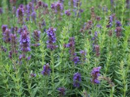 Zufa otu, özellikle geleneksel tıpta uzun yıllardır kullanılan, sağlık açısından pek çok faydası olan bir bitkidir. Latince adı Zufa officinalis olarak bilinen bu şifalı bitki, Akdeniz ve bazı Asya bölgelerinde doğal olarak yetişir. Hem yaprak hem de kök kısımları çeşitli şekillerde tüketilebilir ve içerdiği flavonoidler, antioksidanlar ve vitaminler sayesinde vücuda destek olur. Konulu bir haber görseli.