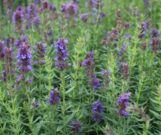 Zufa otu, özellikle geleneksel tıpta uzun yıllardır kullanılan, sağlık açısından pek çok faydası olan bir bitkidir. Latince adı Zufa officinalis olarak bilinen bu şifalı bitki, Akdeniz ve bazı Asya bölgelerinde doğal olarak yetişir. Hem yaprak hem de kök kısımları çeşitli şekillerde tüketilebilir ve içerdiği flavonoidler, antioksidanlar ve vitaminler sayesinde vücuda destek olur. Konulu bir haber görseli.