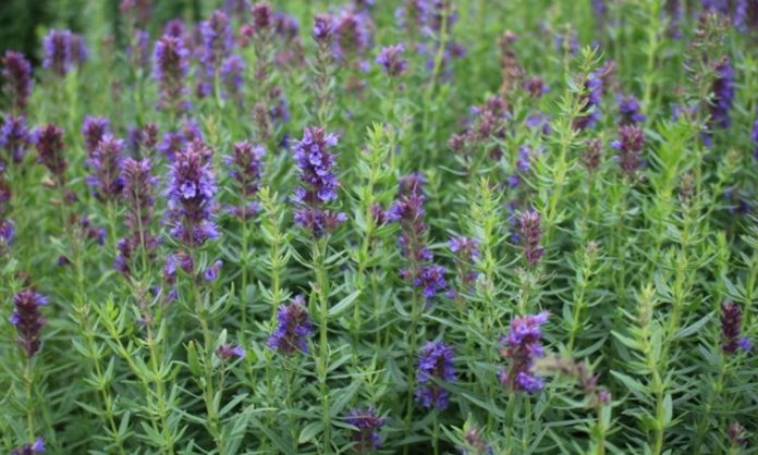 Zufa Otu Nedir Zufa Otu'nun Faydaları Nelerdir Zufa otu, özellikle geleneksel tıpta uzun yıllardır kullanılan, sağlık açısından pek çok faydası olan bir bitkidir. Latince adı Zufa officinalis olarak bilinen bu şifalı bitki, Akdeniz ve bazı Asya bölgelerinde doğal olarak yetişir. Hem yaprak hem de kök kısımları çeşitli şekillerde tüketilebilir ve içerdiği flavonoidler, antioksidanlar ve vitaminler sayesinde vücuda destek olur. Konulu bir haber görseli.